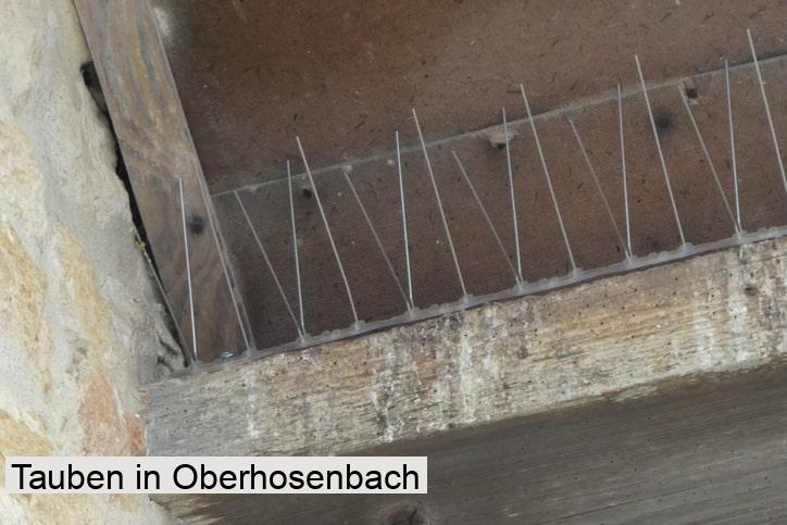 Tauben in Oberhosenbach